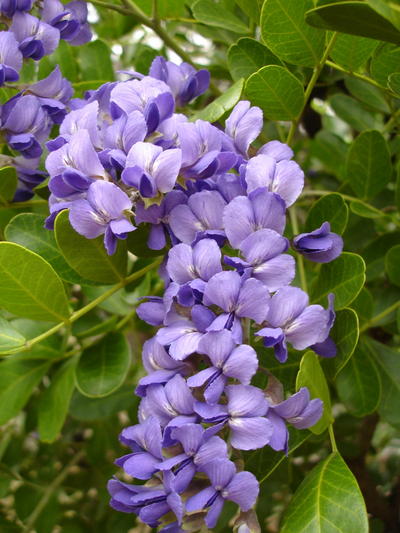 Sophora Secundiflora